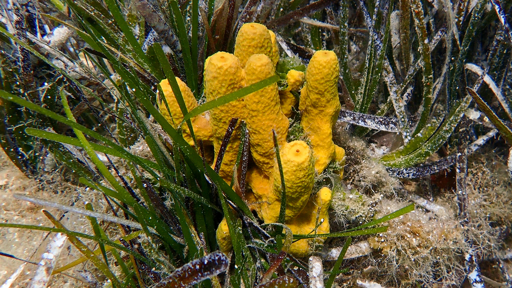Gold Sponge
