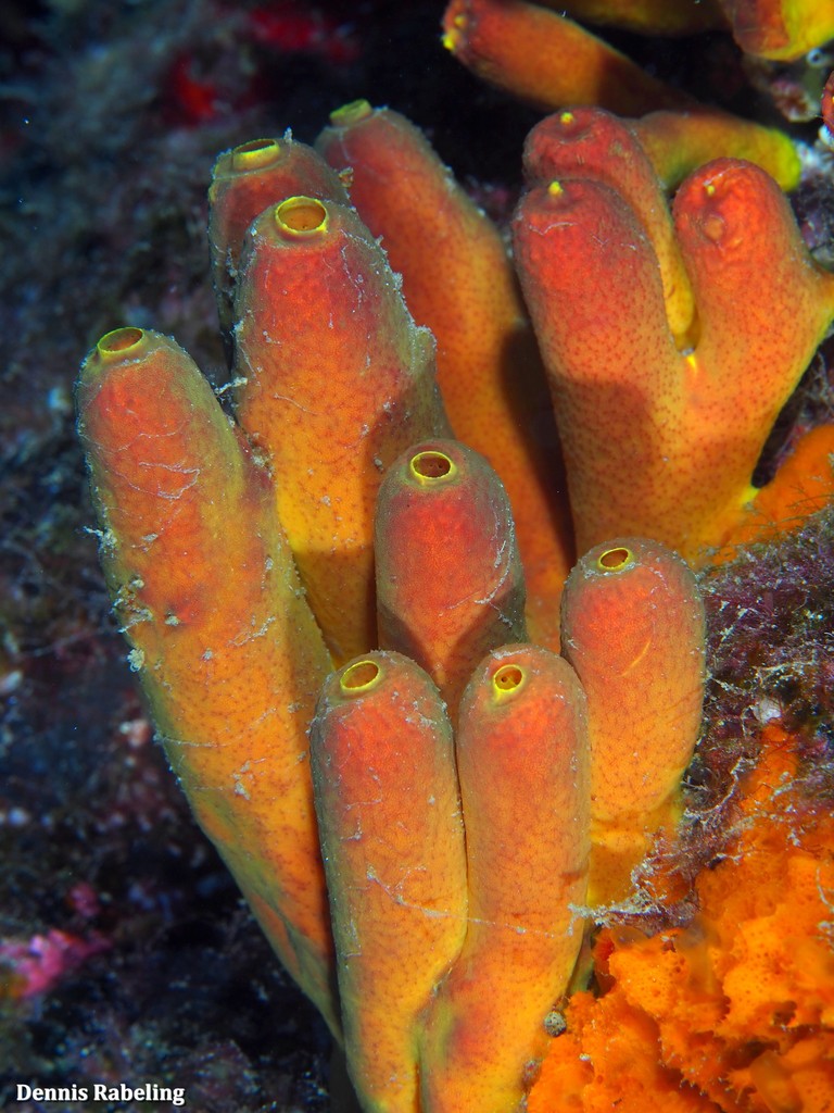 Gold Sponge