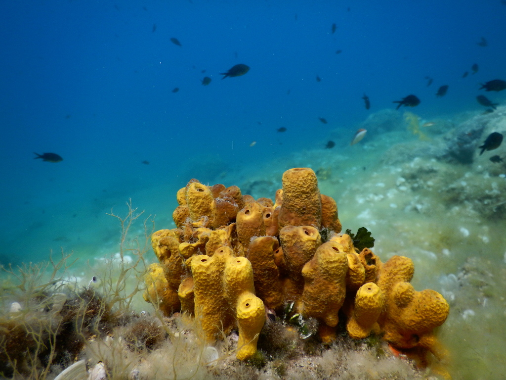 Gold Sponge