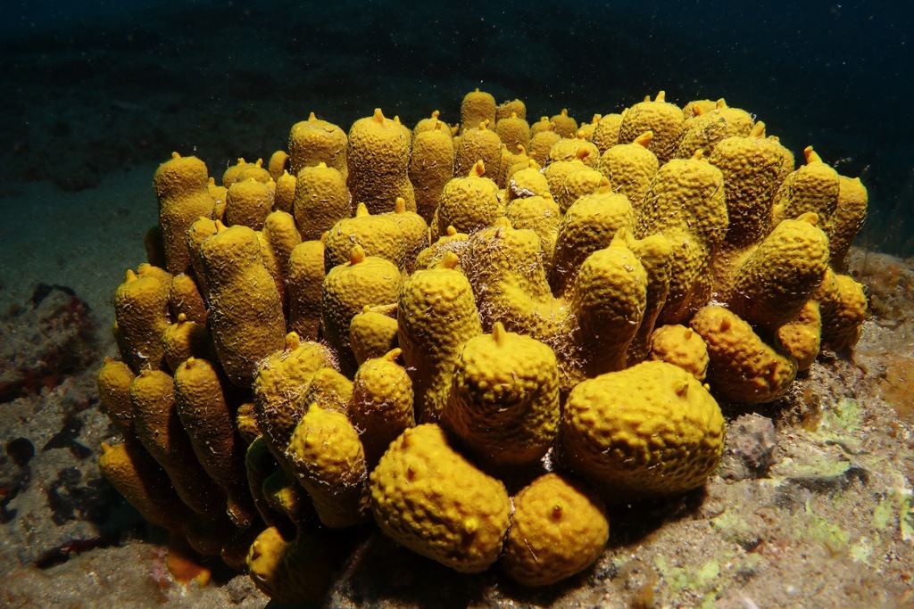 Gold Sponge