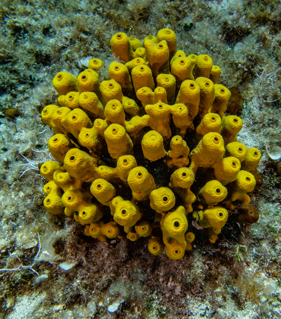 Gold Sponge