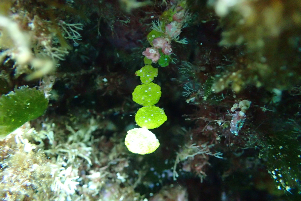 Pennyweed