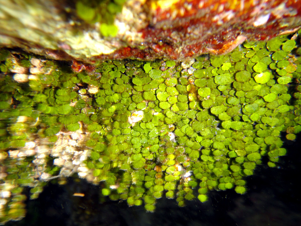 Pennyweed