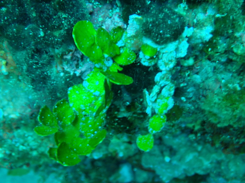 Pennyweed