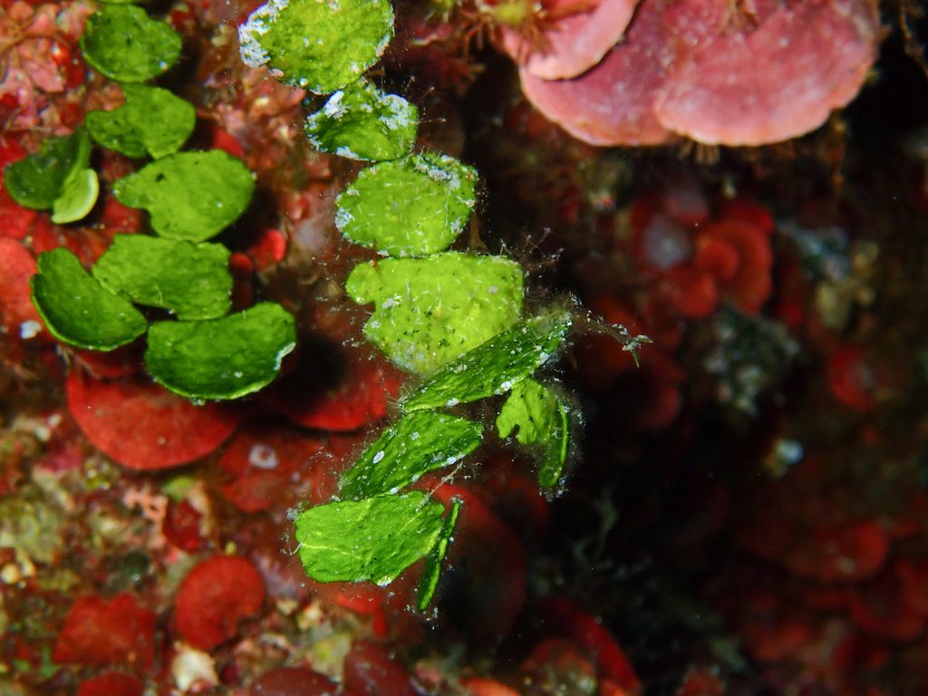 Pennyweed