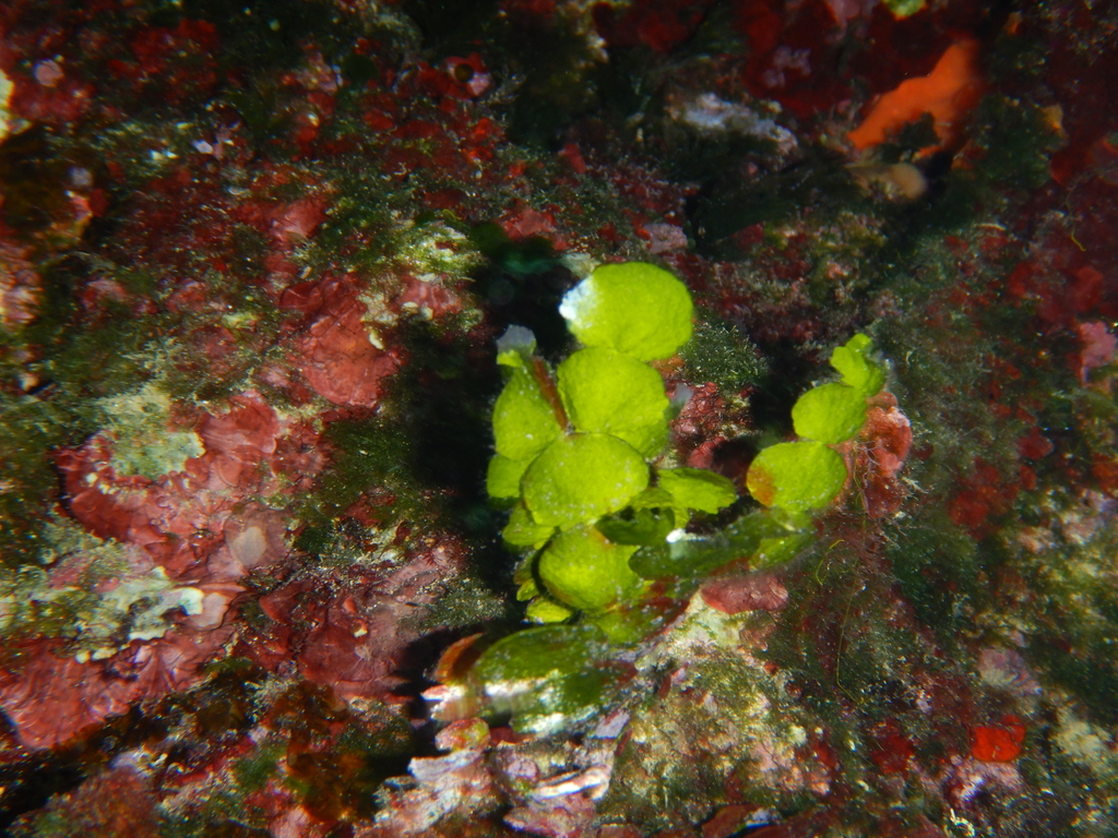 Pennyweed