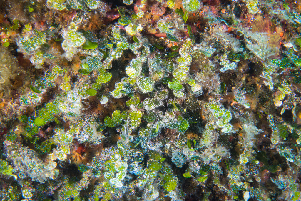 Pennyweed