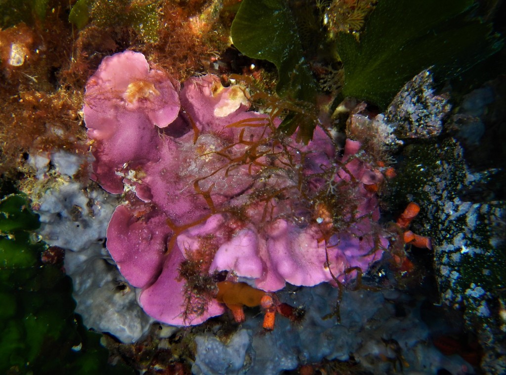 Sea Mat