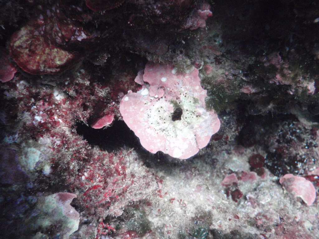 Grand mésophylle