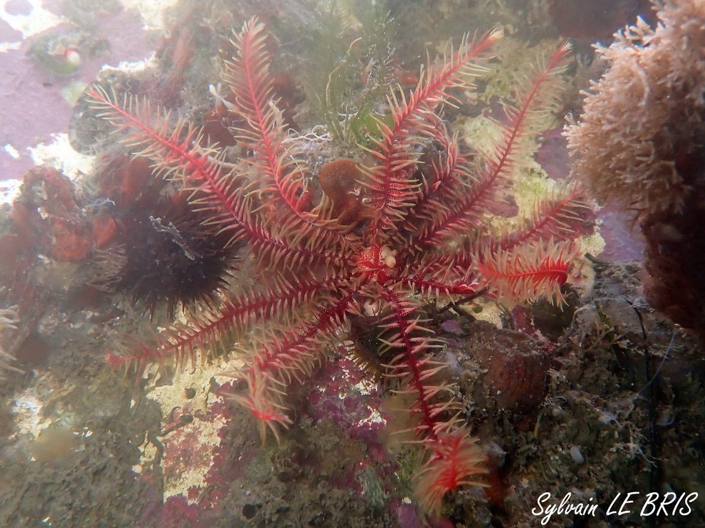 Mediterranean feather star