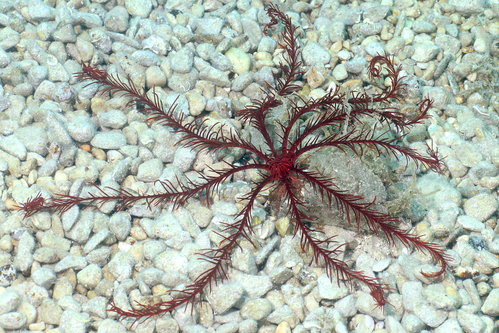 Comatule de Méditerranée