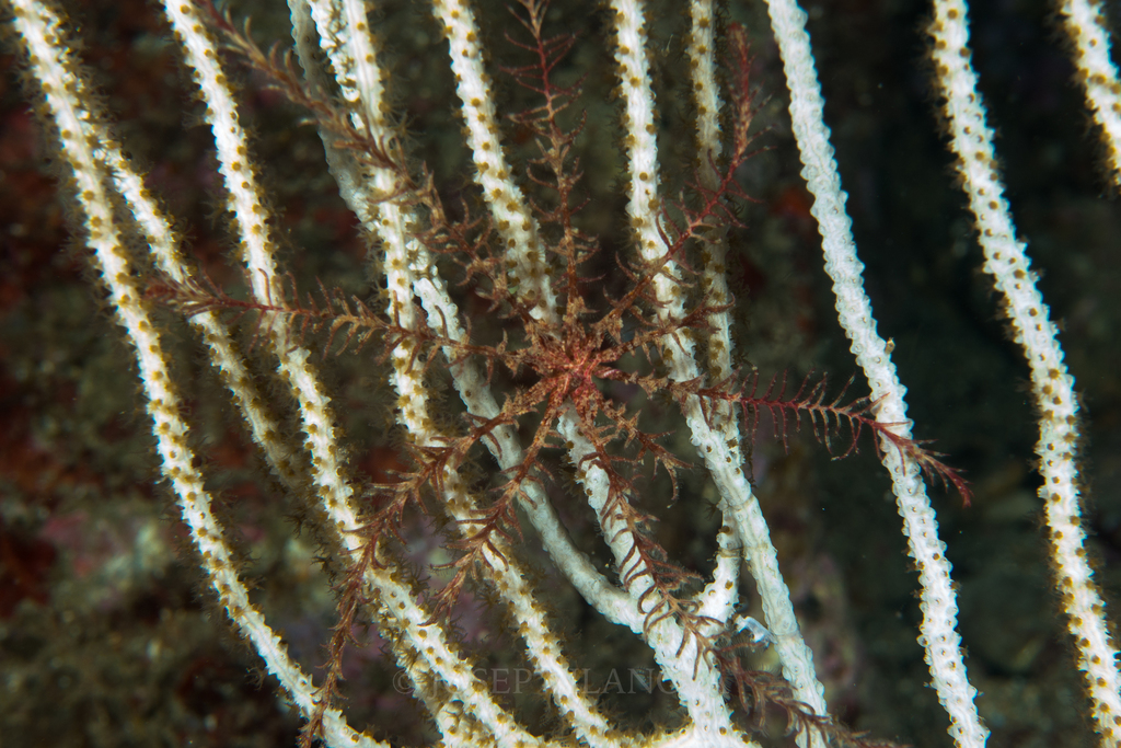 Comatule de Méditerranée
