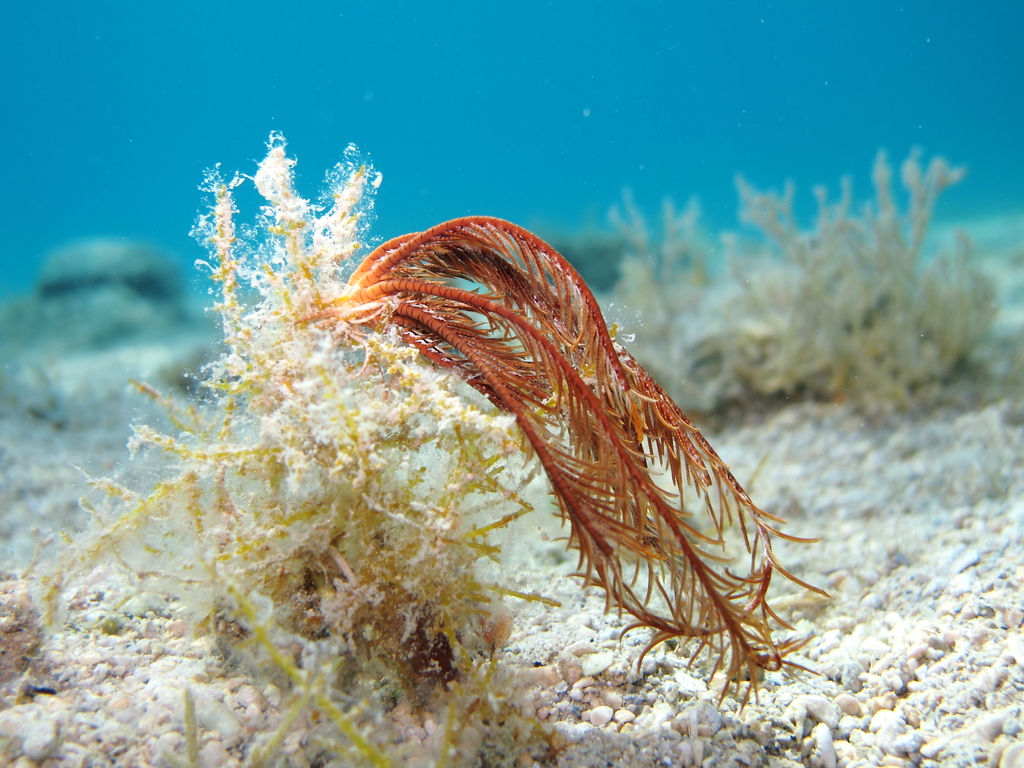 Comatule de Méditerranée