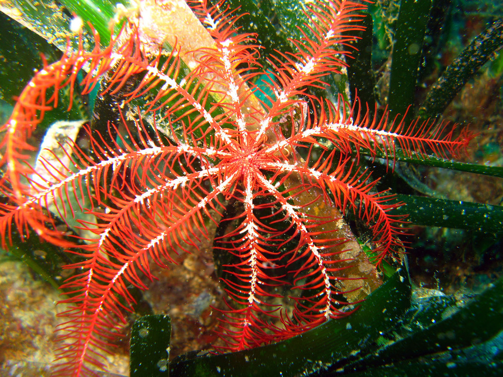 Comatule de Méditerranée