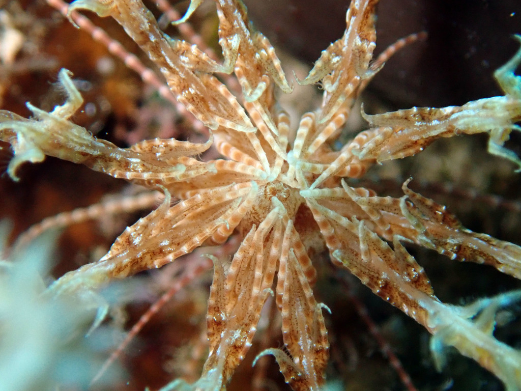 Comatule de Méditerranée