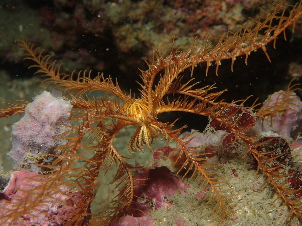 Comatule de Méditerranée