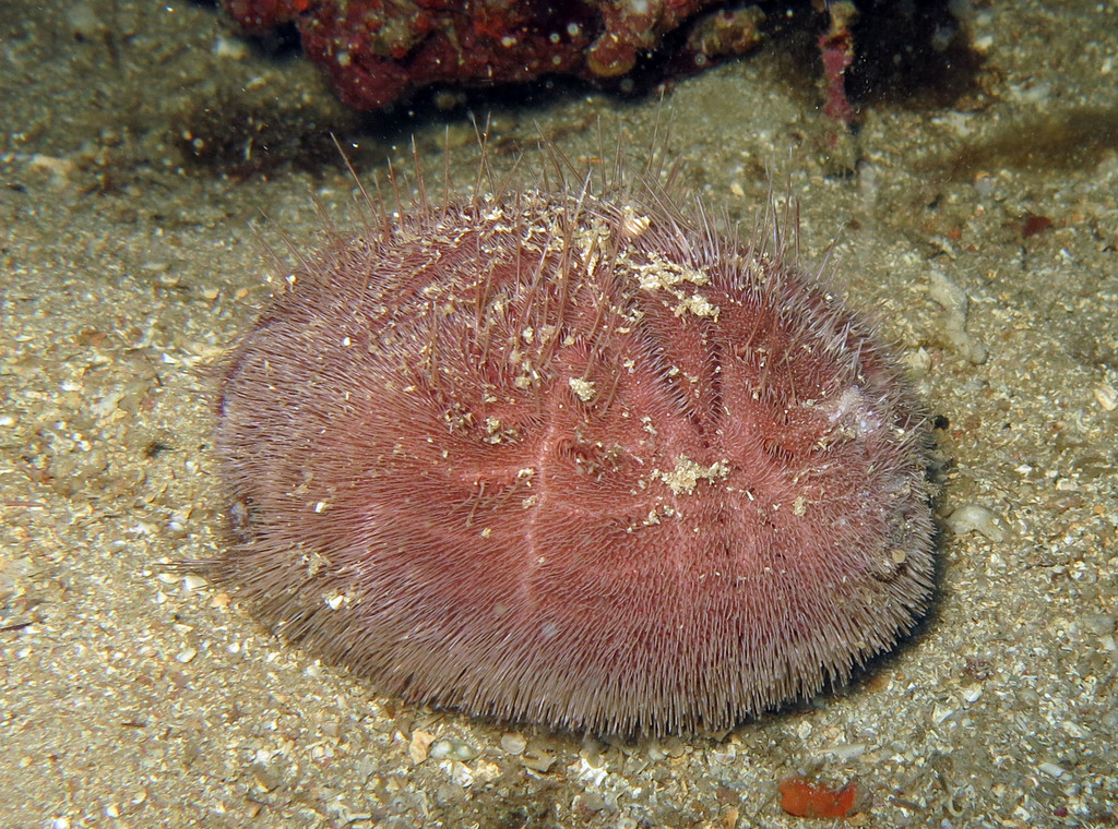 Purple Heart Urchin