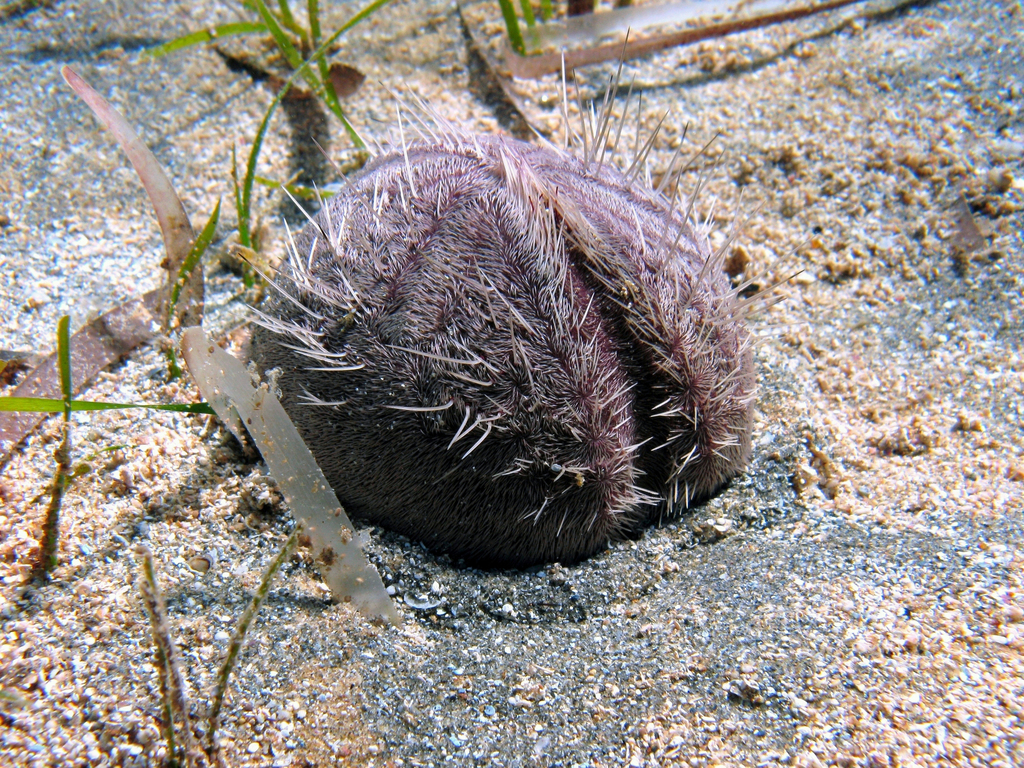 Purple Heart Urchin