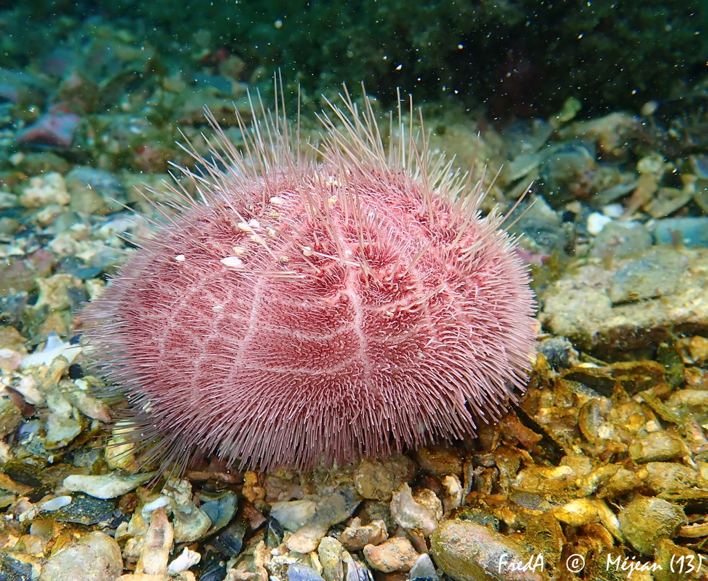 Purple Heart Urchin