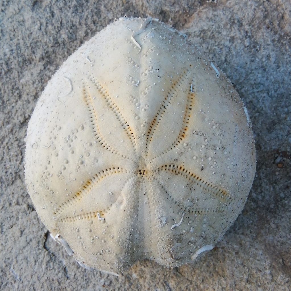 Purple Heart Urchin