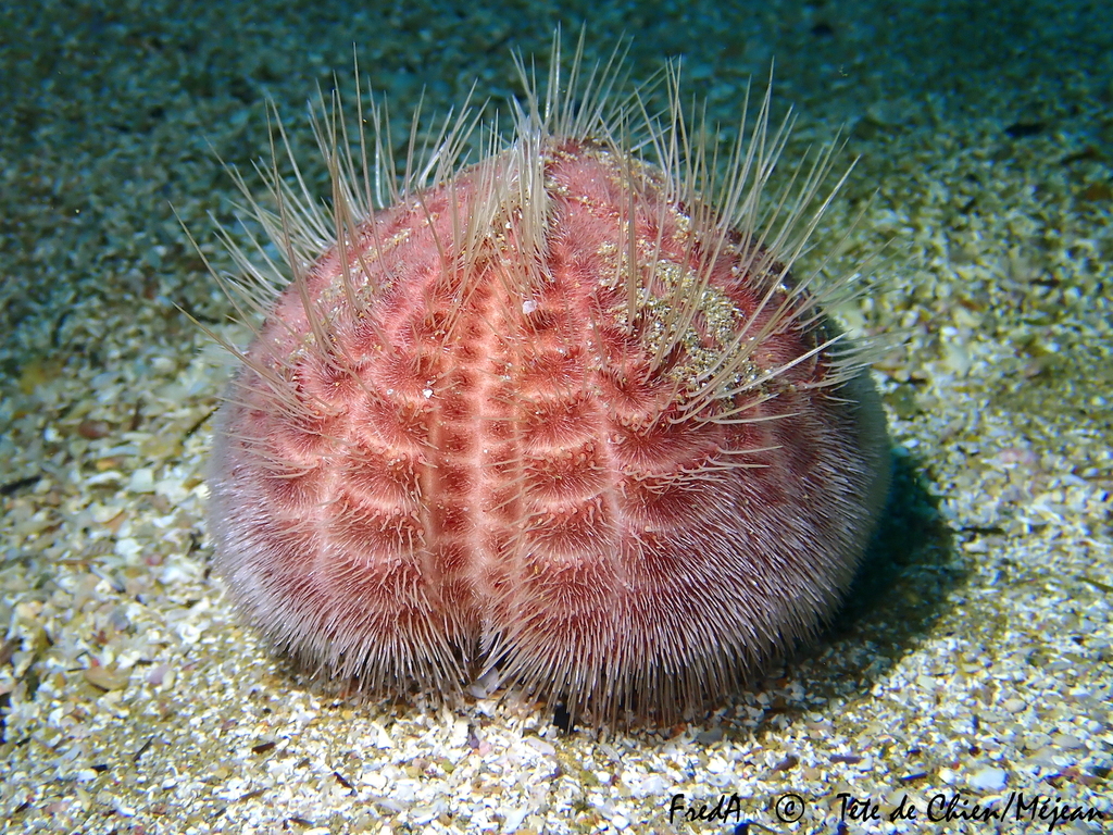 Purple Heart Urchin