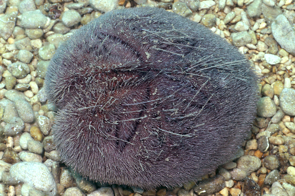 Purple Heart Urchin