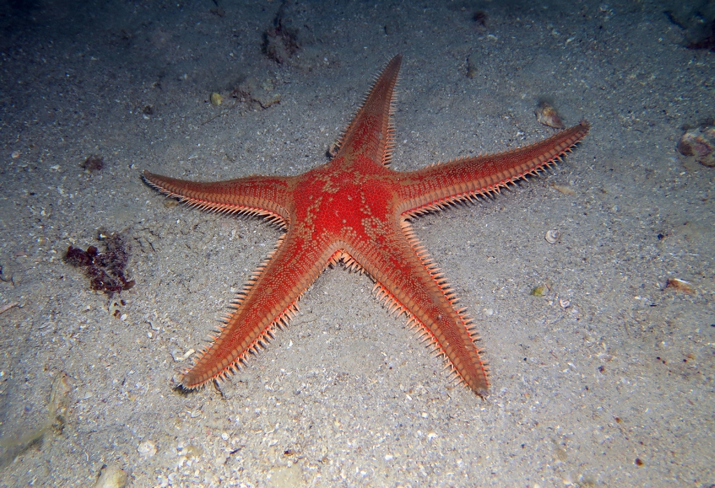 Red Comb Star