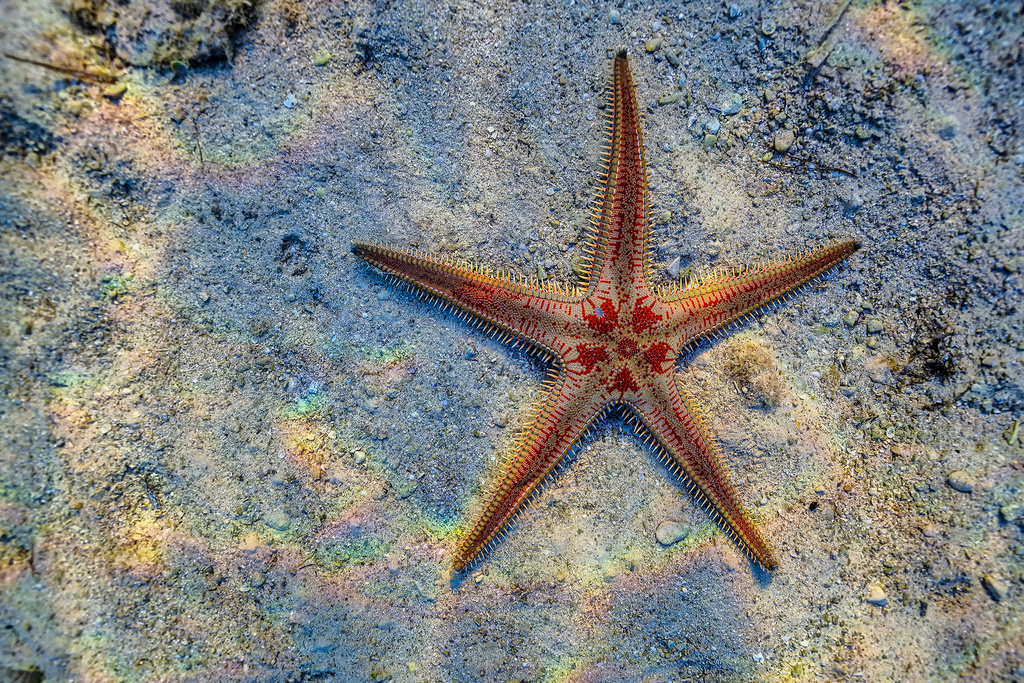 Red Comb Star