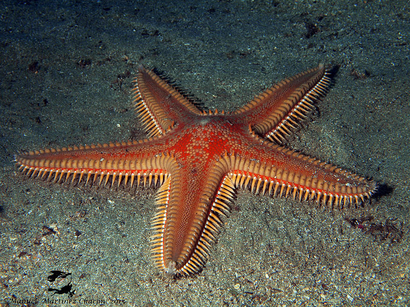 Red Comb Star