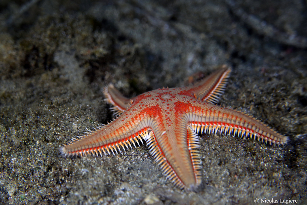 Red Comb Star