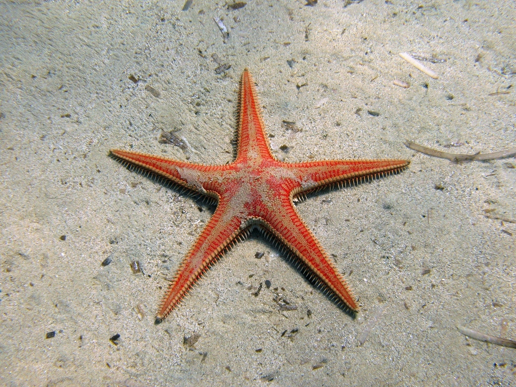 Red Comb Star