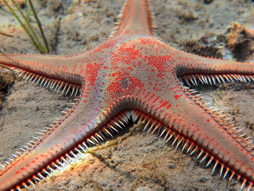 Red Comb Star