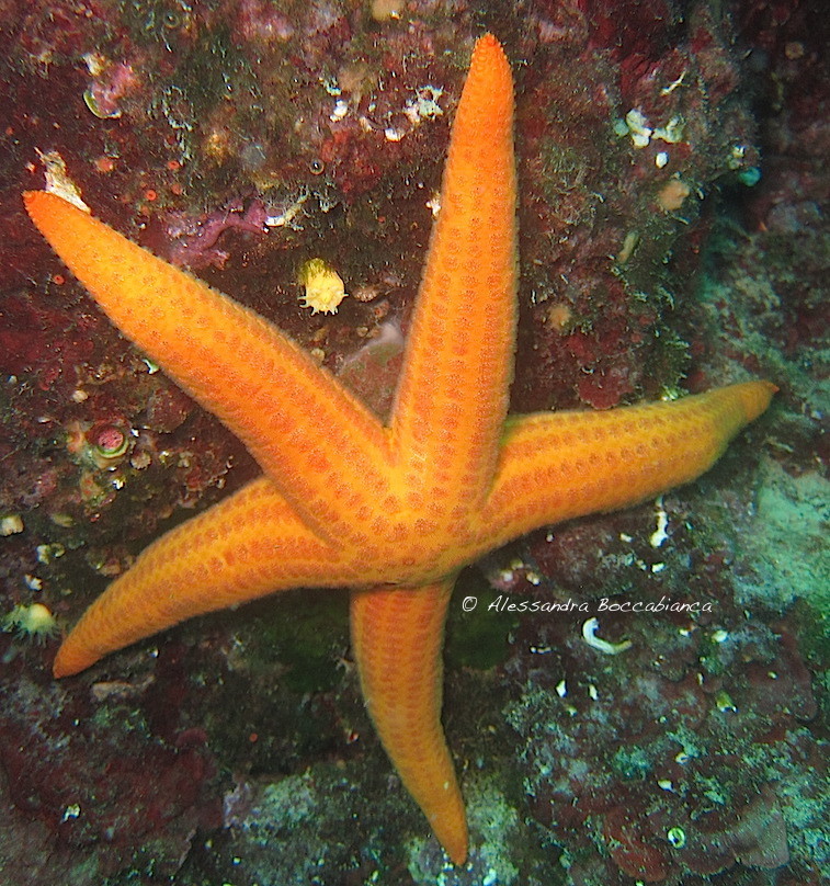 Etoile de mer lisse