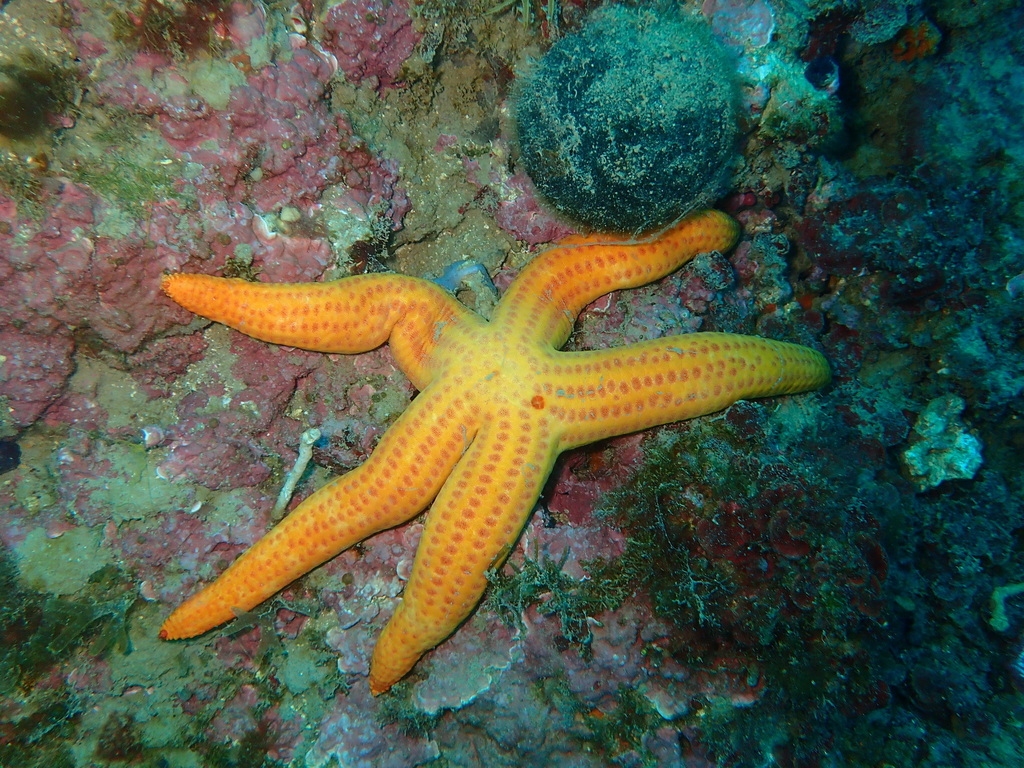 Etoile de mer lisse