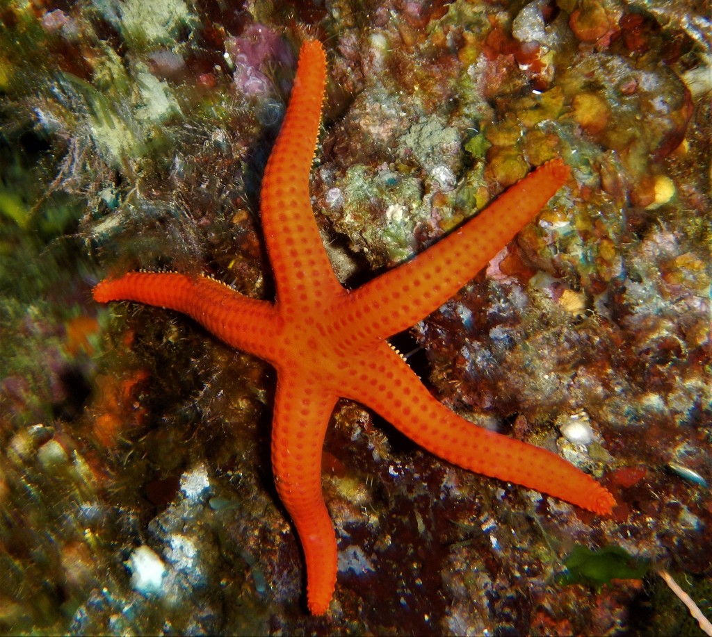 Etoile de mer lisse