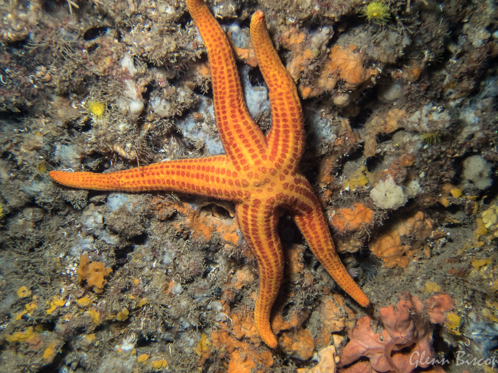 Etoile de mer lisse