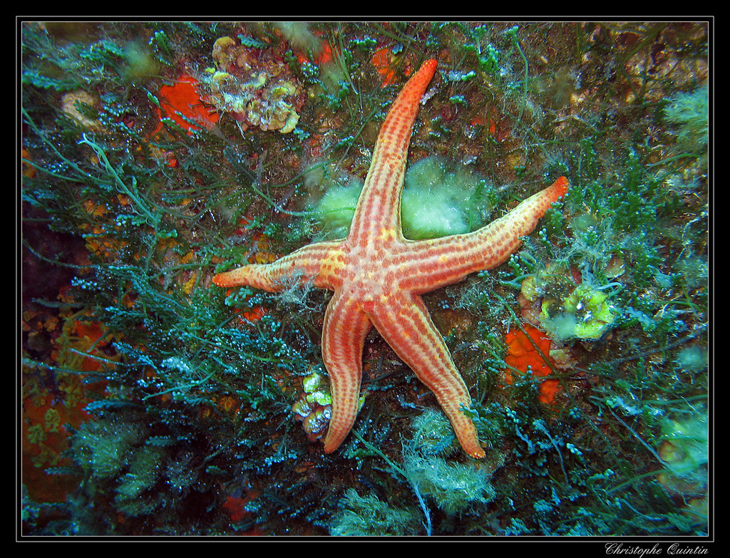 Etoile de mer lisse