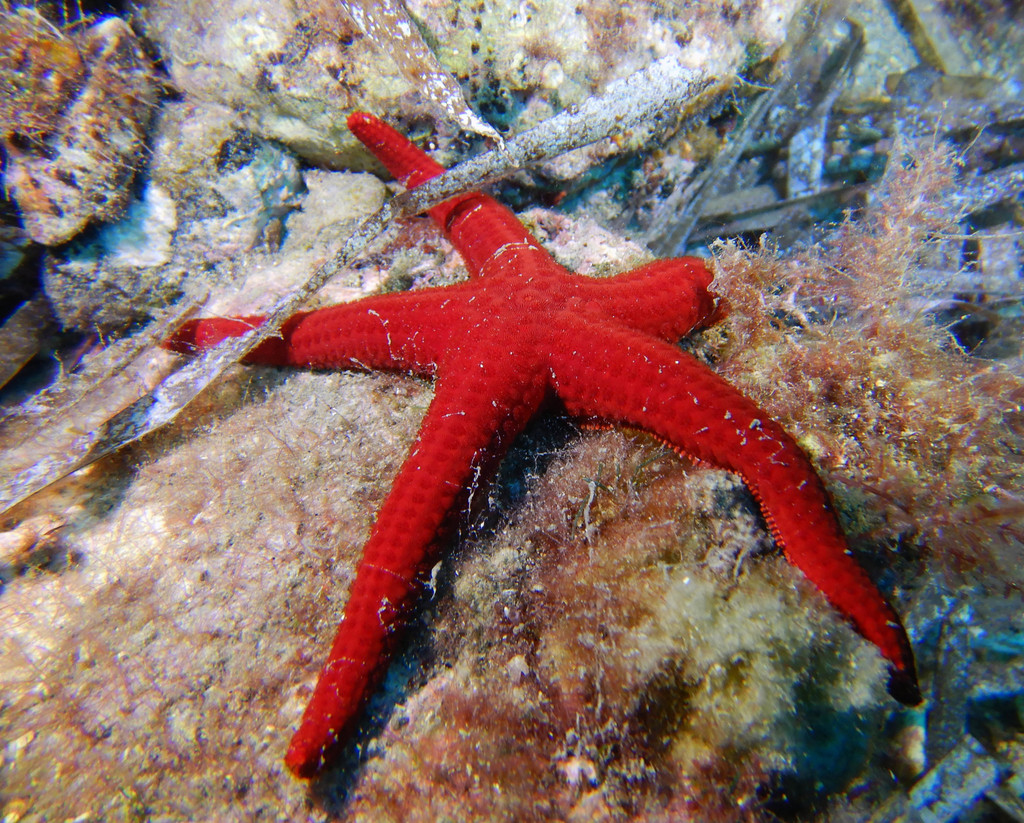 Smooth Sea Star