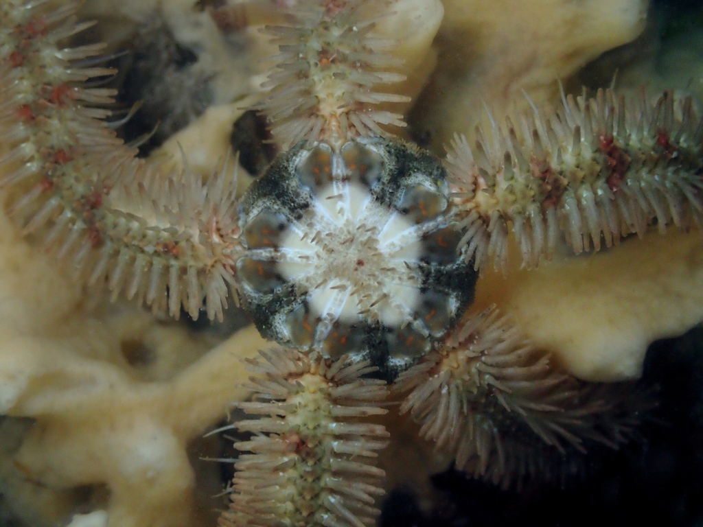 Common Brittle Star