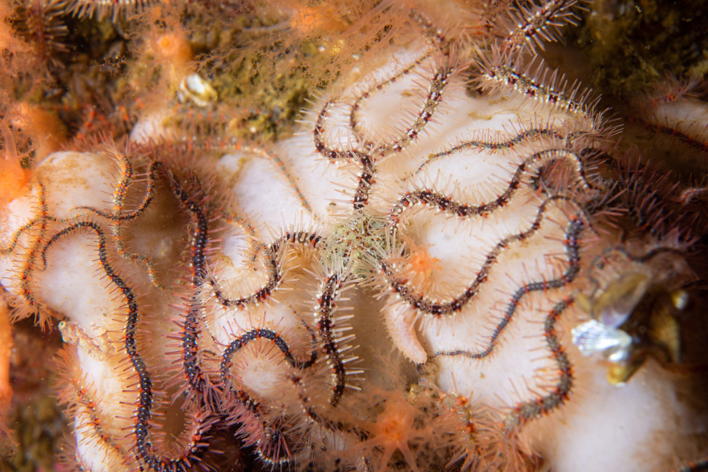 Common Brittle Star