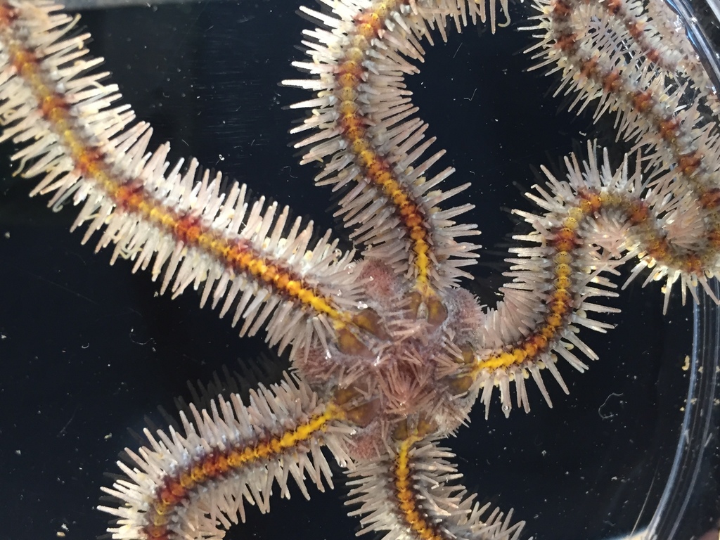 Common Brittle Star