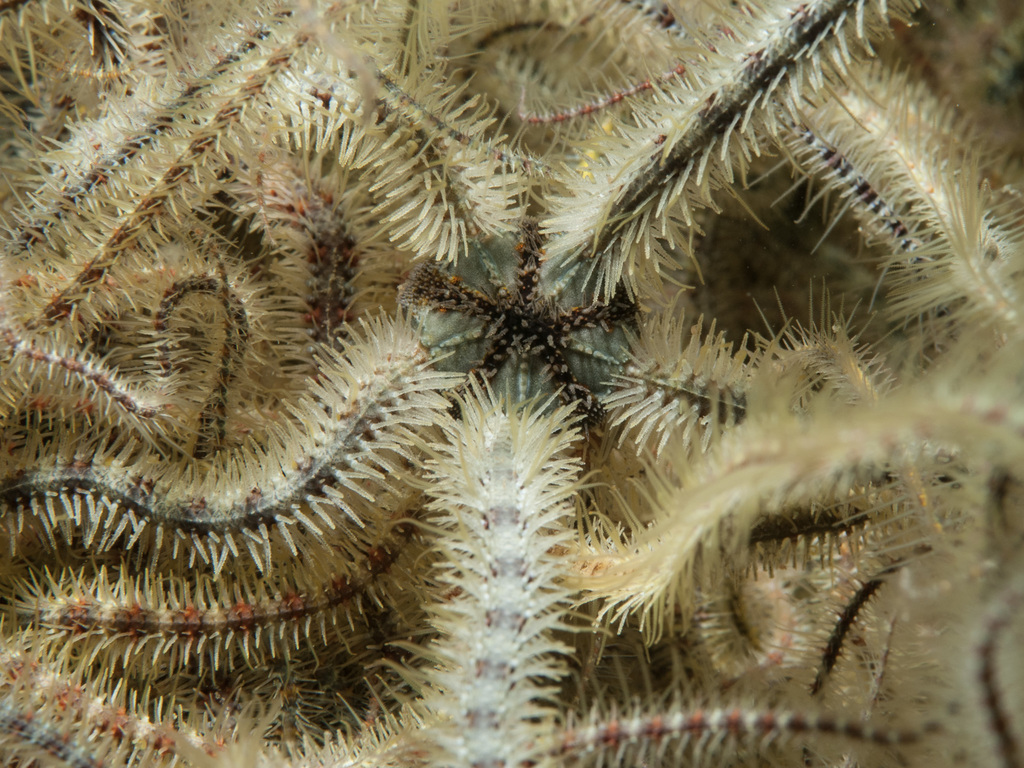 Common Brittle Star