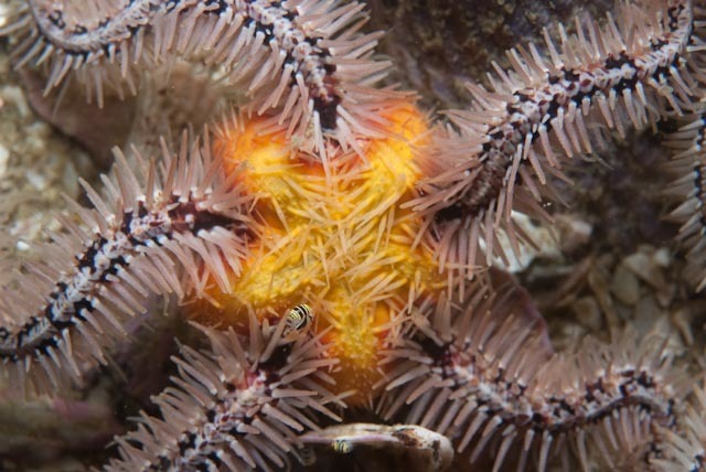 Common Brittle Star