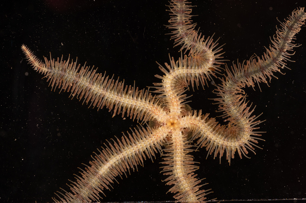 Common Brittle Star