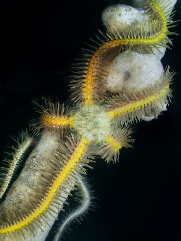 Common Brittle Star