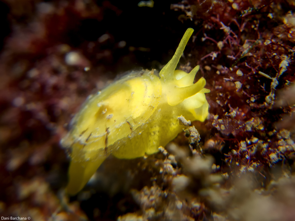 Tylodine jaune