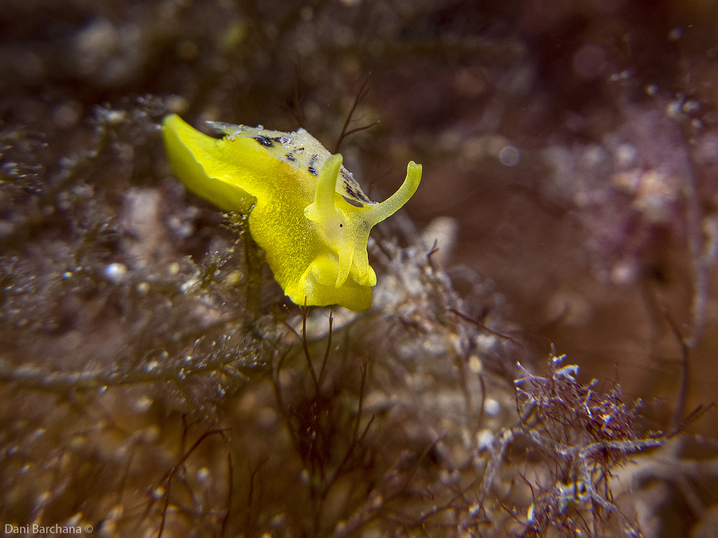 Tylodine jaune