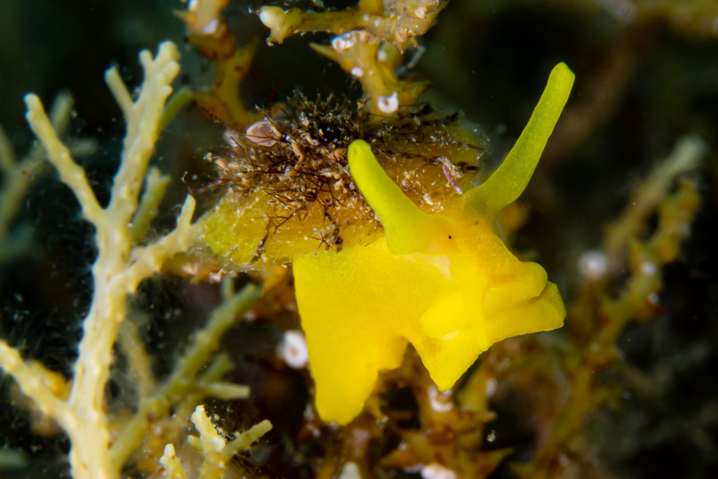 Tylodine jaune