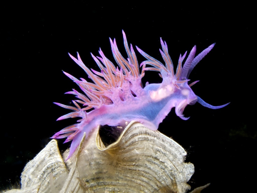 Mediterranean Violet Aeolid