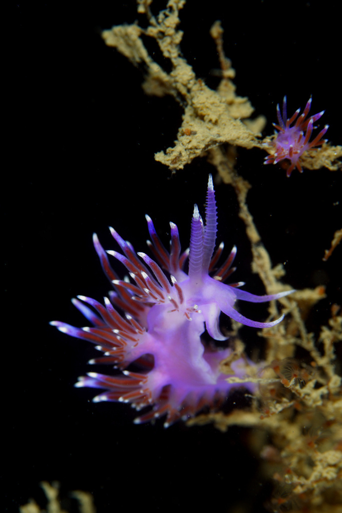 Flabelline mauve